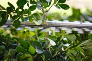 STIHL Akku-Heckenschere HSA 40 Set mit 2x Akku AS 2 und Ladegerät AL 1 – Bild 7